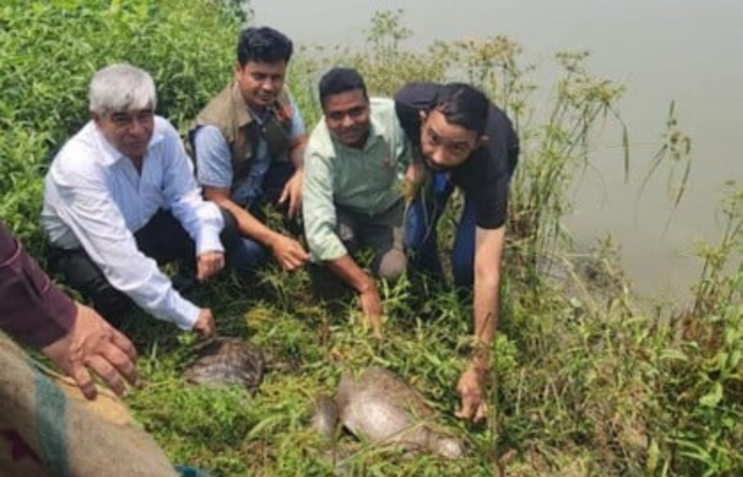 ডিবির অভিযানে উদ্বার করা ১৬ টি সুন্ধি কচ্ছপ অবমুক্ত