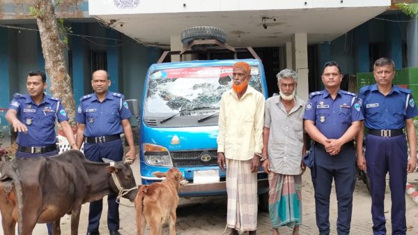 মনোহরগঞ্জে চুরি যাওয়া গরু উদ্ধার