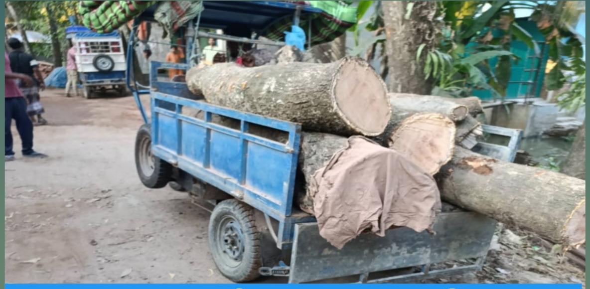 কুমিল্লার ব্রাহ্মণপাড়া চন্ডিপুরে ঠিকাদারের গাছ বিক্রি বনবিভাগ বলছে অনুমতি নেই