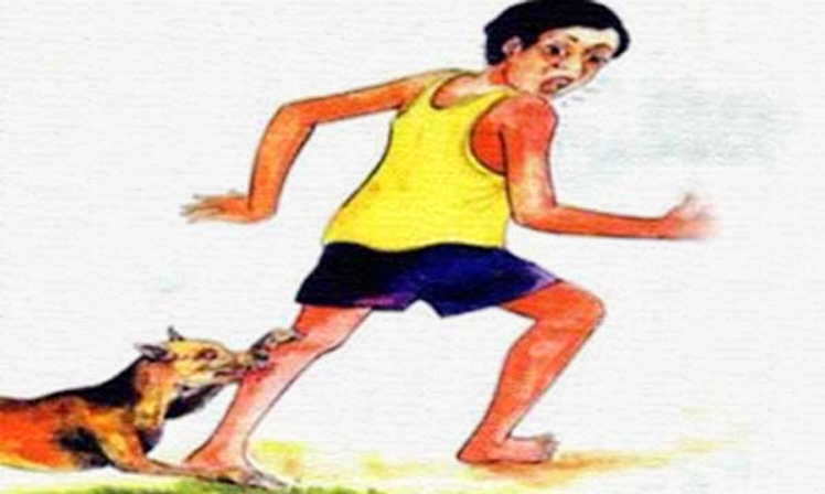 হোমনায় পাগলা কুকুরের তাণ্ডব, অন্তত ২০ জন আহত;